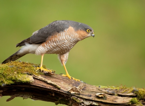 Sparrowhawk