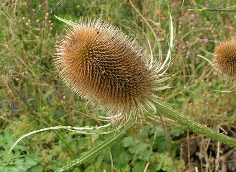 Teasel after flowering