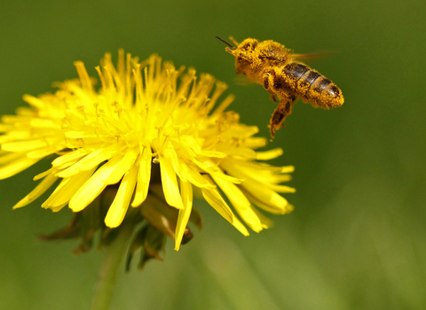 Bee pollinating dandelion