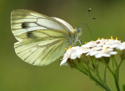 Green-veined white