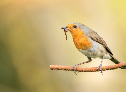 Robin