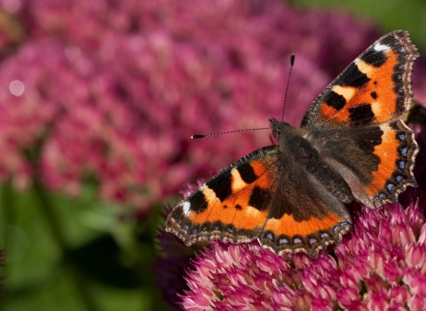 Small tortoiseshell