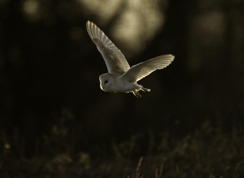 Barn owl